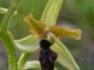 Ophrys sphegodes